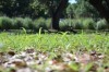 Time to learn new grass small