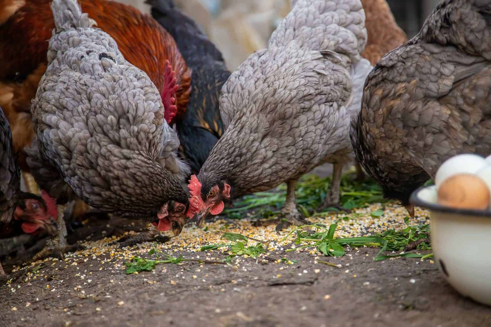 What Time Of Day Do Chickens Lay Eggs Rural Living Today