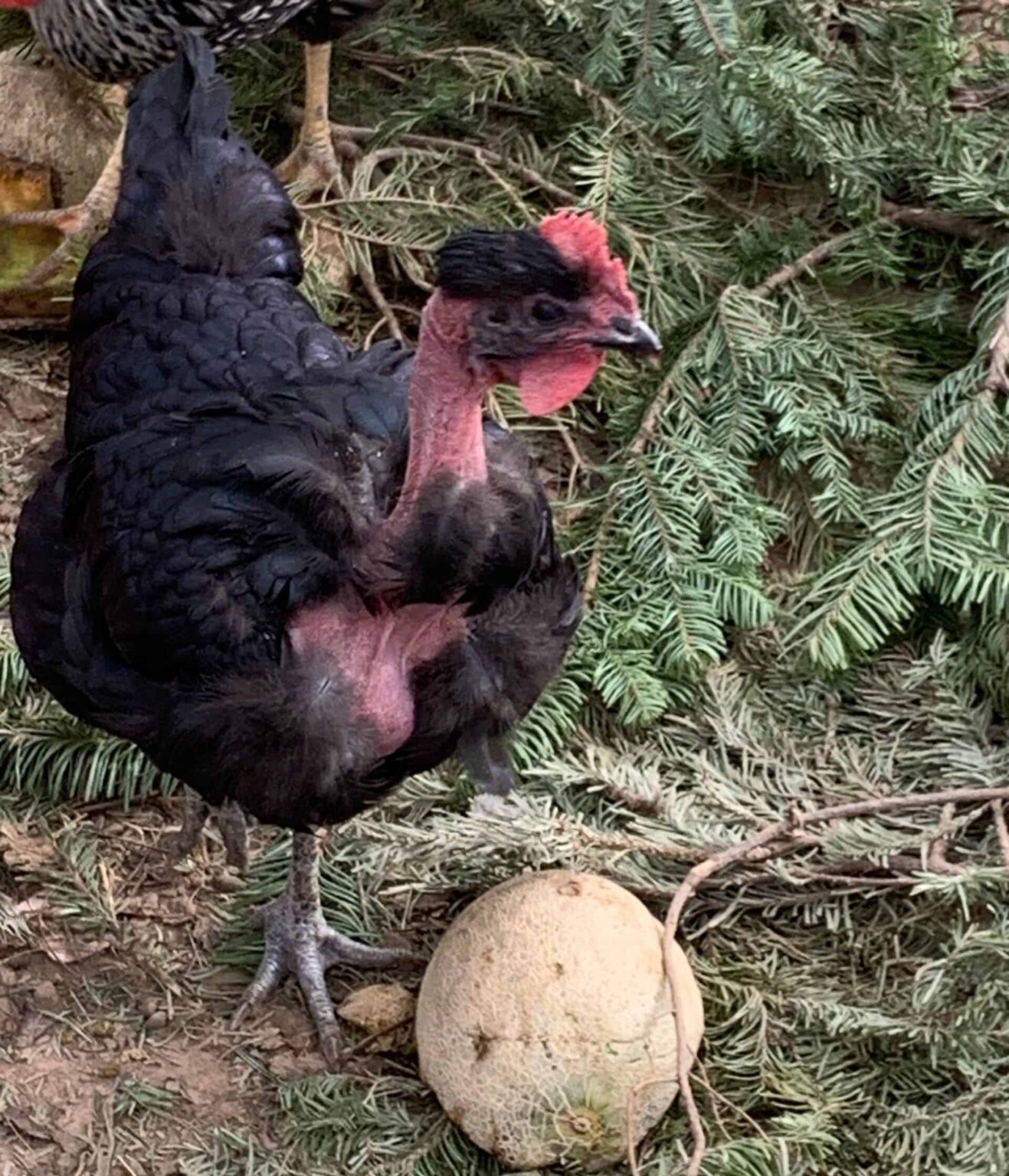 Naked Neck Chickens Aka Turkens Dual Purpose And Hardy Rural Living