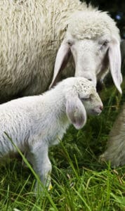 sheep & lamb