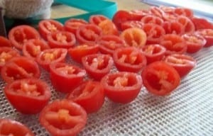 Tomatoes for the dehydrator
