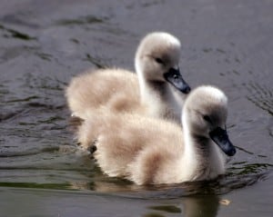 two ducklings swimming