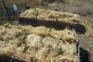 Our New Strawberry Beds, Planted