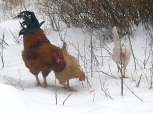 Chickens and Roosters in the snow