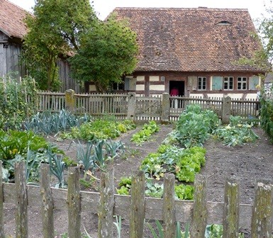 backyard vegetable garden