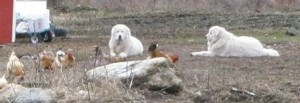 Livestock Guardian Dogs Augie and Callie with chickens