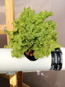 hydroponic lettuce
