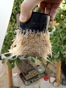 hydroponics roots trimmed