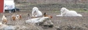 Livestock Guardian Dog Maremmas with chickens