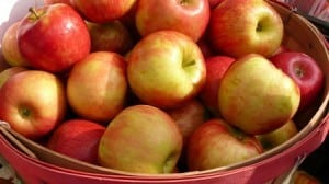 root cellar apples