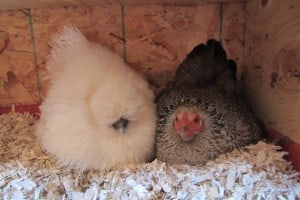 Successful Hen and Chick Adoption
