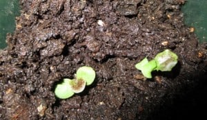 Start seedlings indoors or outdoors
