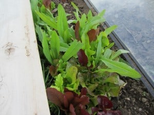 vegetables and herbs grown or harvested during fall and winter seasons