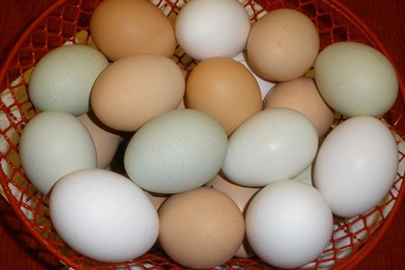 Eggs from Backyard Chickens for Beginners