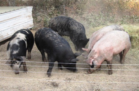 Modern Homesteading hogs