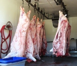 Modern Homesteading hogs butchering