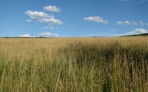 sustainable hay field - rotational grazing