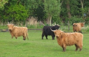 sust highland cattle