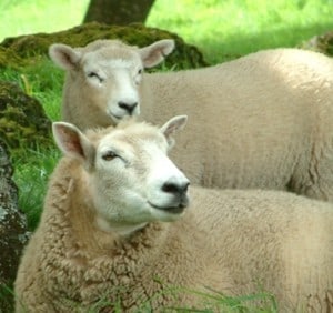 community sheep