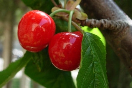 Fresh Garden Cherries