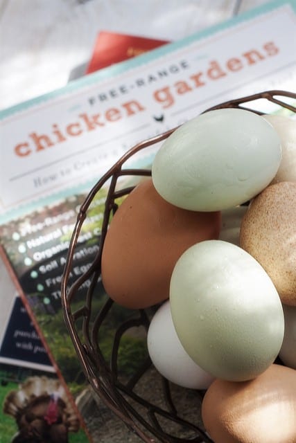 Organic Egg Backyard Chickens