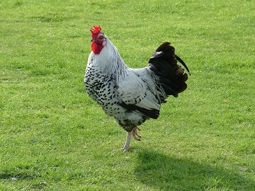 Facts about Raising Chickens Mating