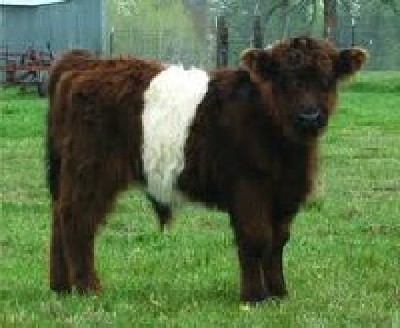 Belted Galloway Cattle Standing