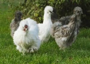 lavender blue silkie chicken with white silkies