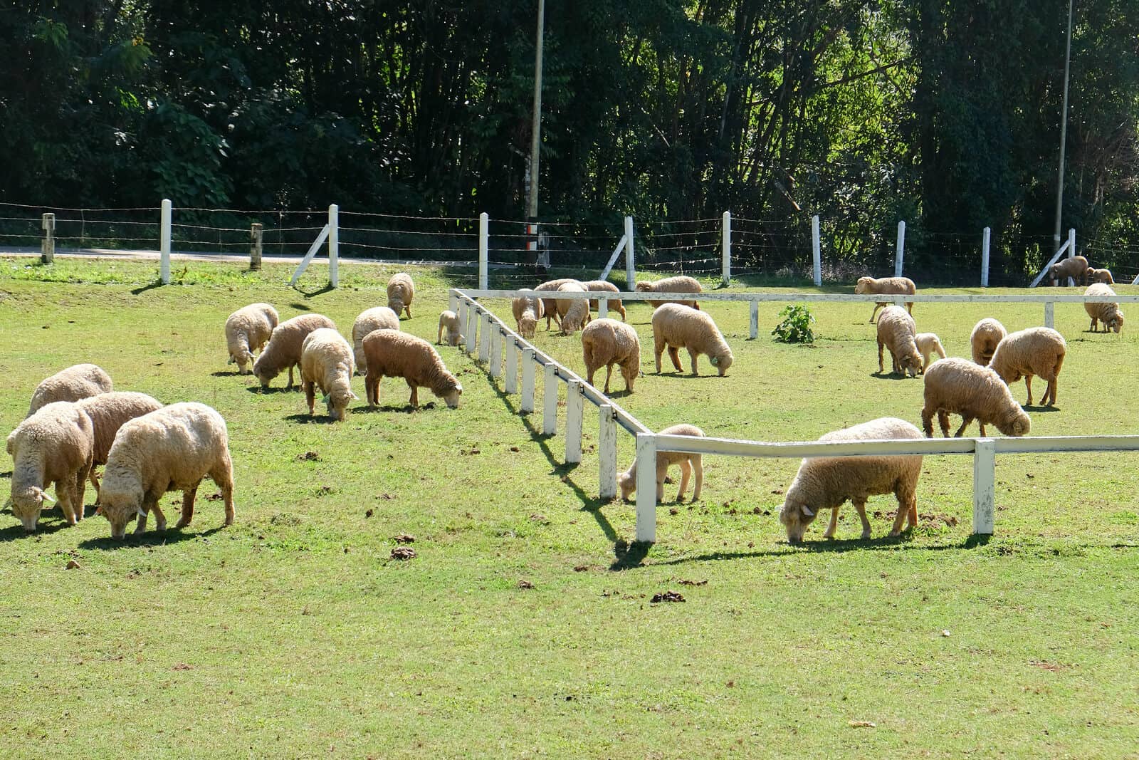 how many sheep per acre
