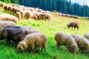 how many sheep per acre of pasture