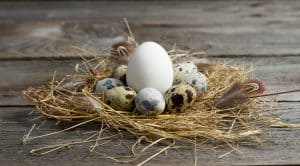 quail eggs vs chicken eggs