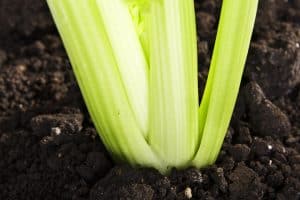 Moist soil for celery