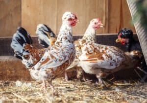 How Long Do Chickens Live Naturally? What Affects a Chickens Lifespan