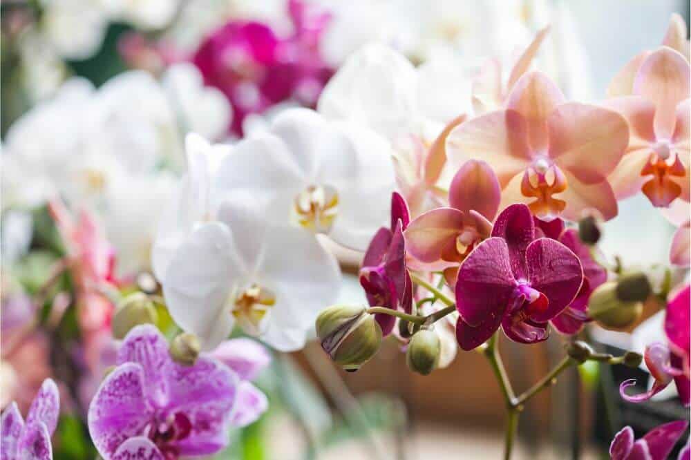 Orchid Blooming Guide Everything You Need to Know to Get Started