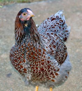 Red laced blue wyandotte