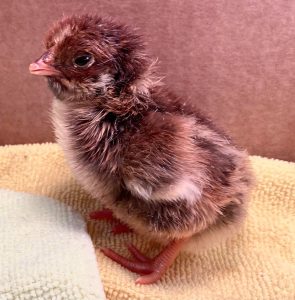 blue laced red day old chick