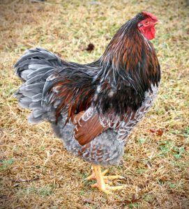 Blue laced red wyandotte rooster