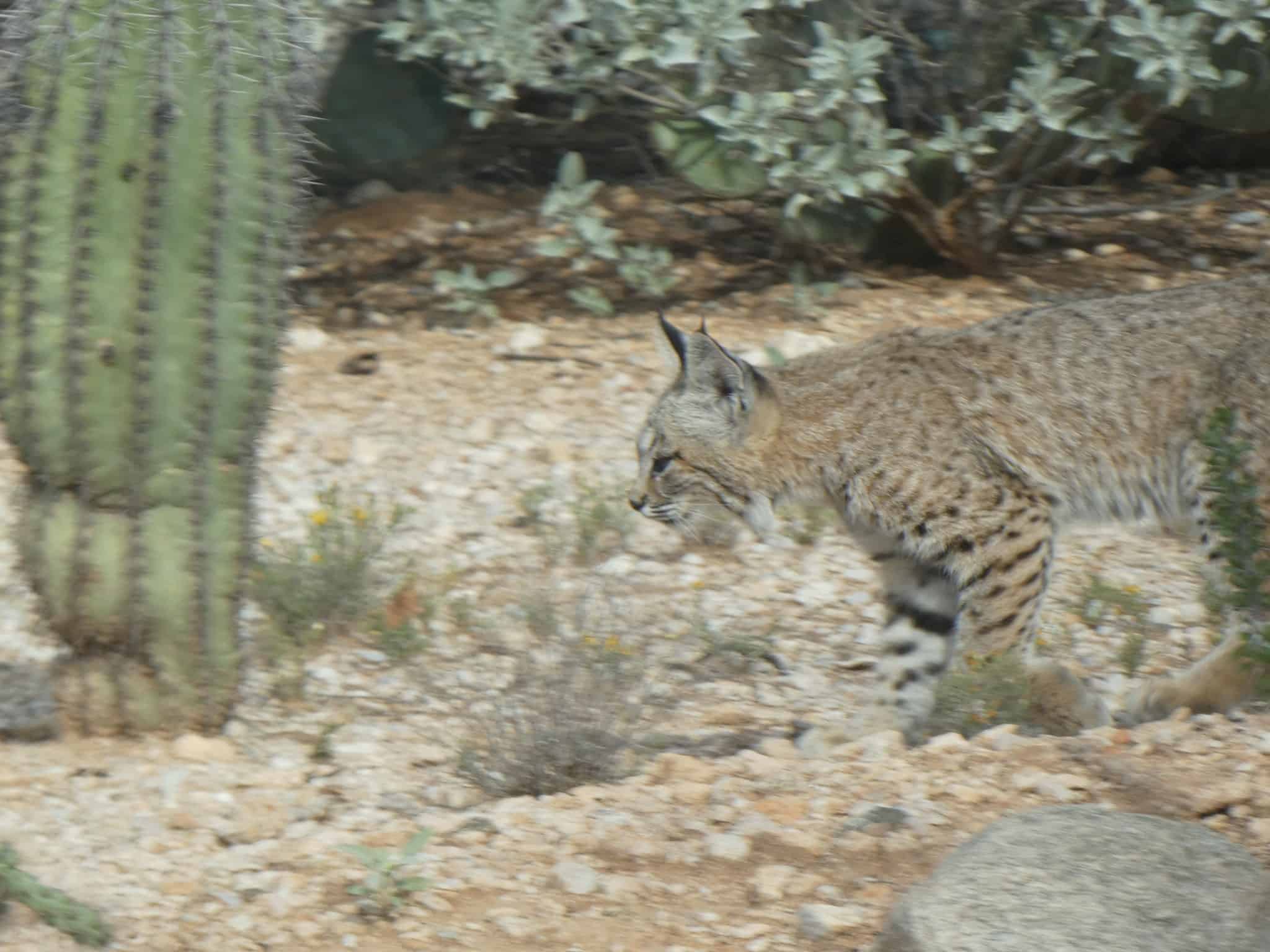 bobcat Tucson desert wildlife 