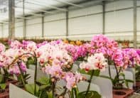 Colorful flowering orchids in a Dutch nursery