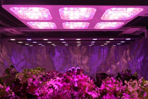 Purple LED lights indoor farm