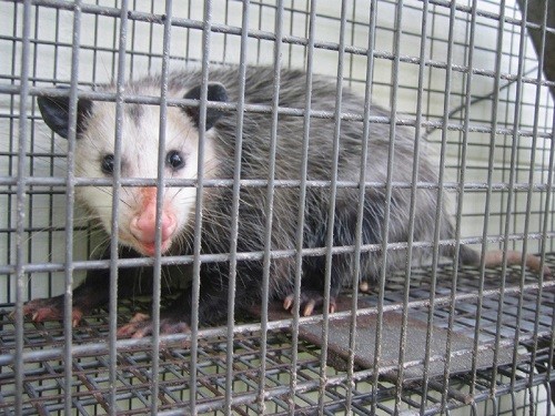Possum trapped on cage