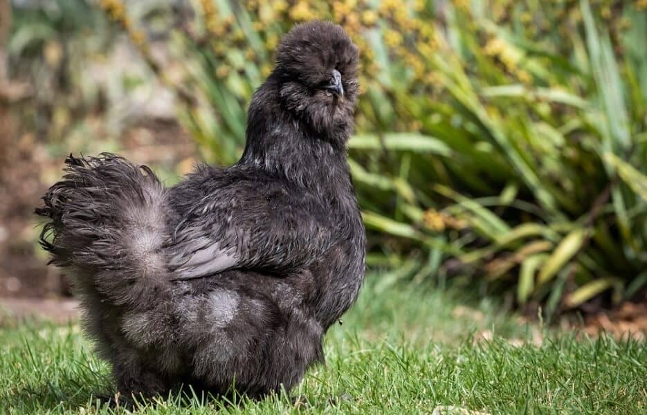 Black Silkie Chicken