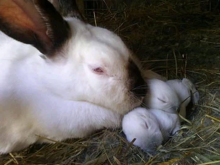 Californian rabbit with newborn kits