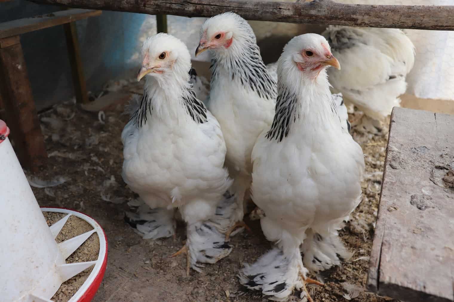 Caring for Brahma Chicken