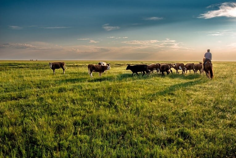 Cattle herd grazing