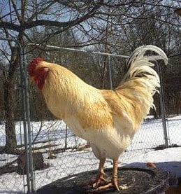 Golden Comet rooster