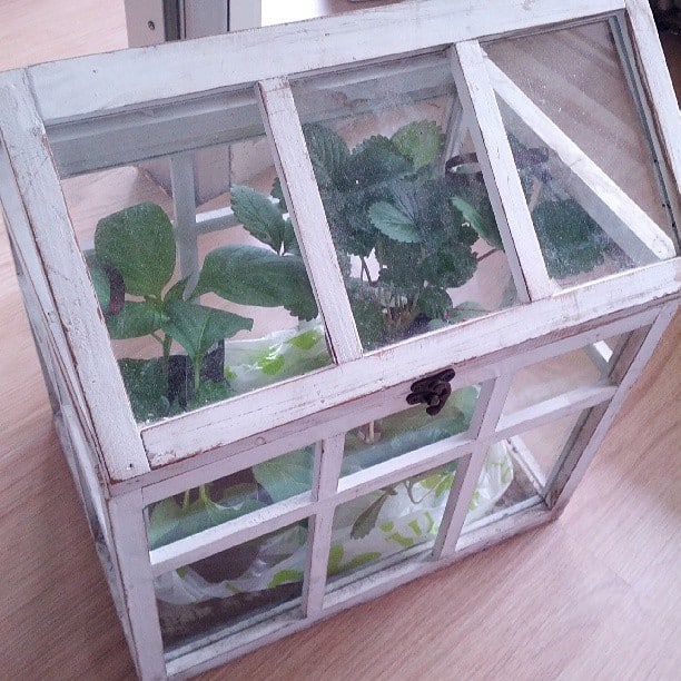 Mini outdoor Greenhouse