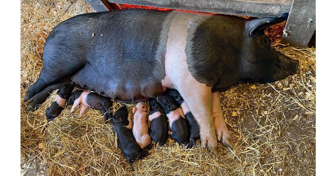 Hampshire pig and piglets