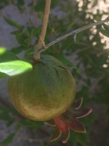 pomegranate growing on tree