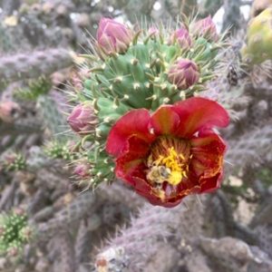 bee on desert bloom